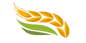 buğday